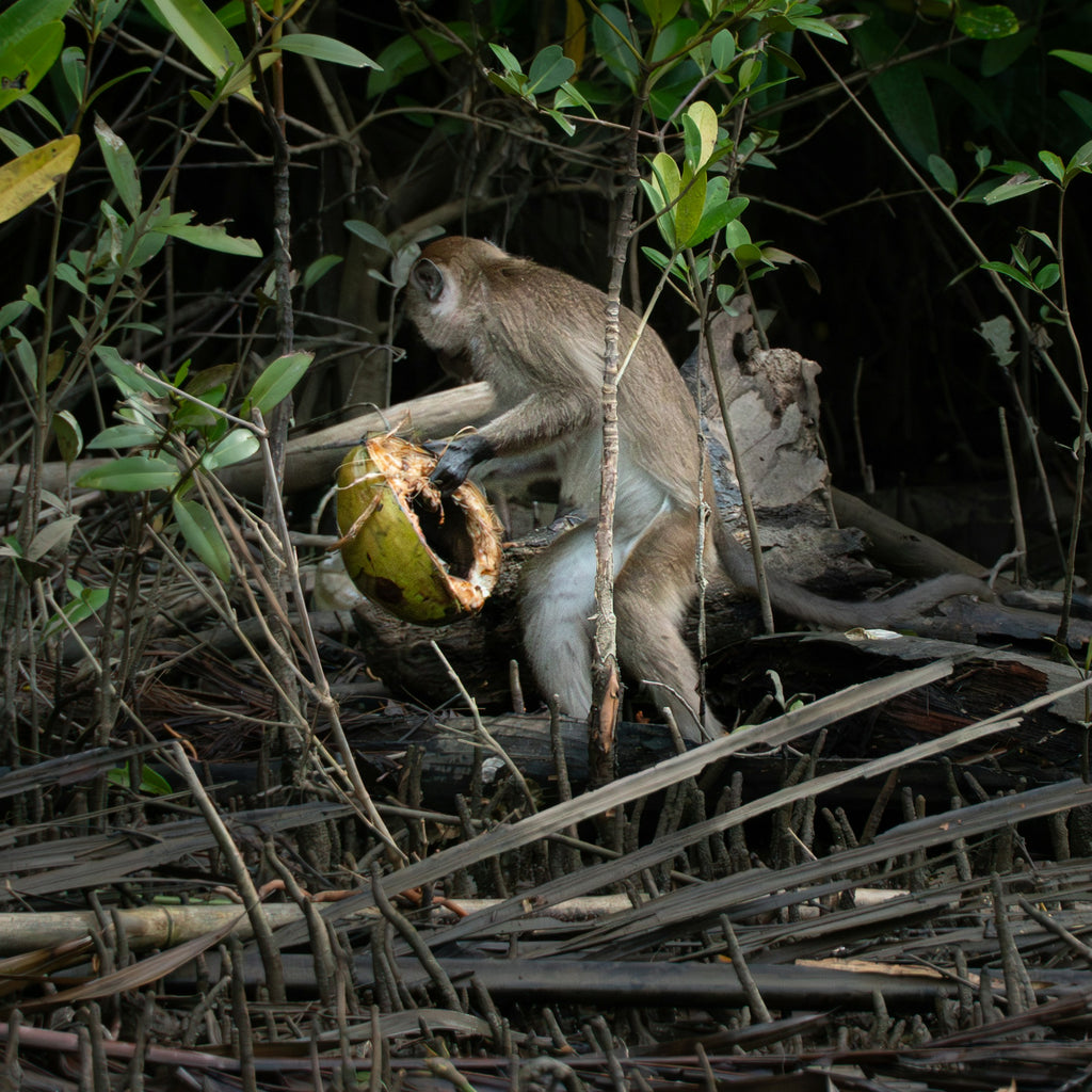 Love You You Semporna - Light Fishing & Mangrove Wildlife Cruise with Dinner for 1 Pax